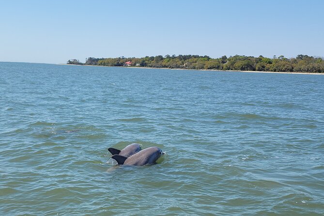 Private Dolphin Boat Tour in Hilton Head Island - How Long Is It, Really? The Hour vs. the 90-Minute Run