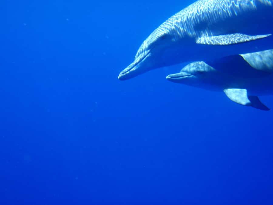 Private Dolphin Encounter and Whale Watching - Key things that make this tour worth your time