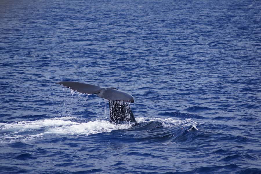 Private Dolphin Encounter and Whale Watching - Arriving at La Jetée: where your half-day starts