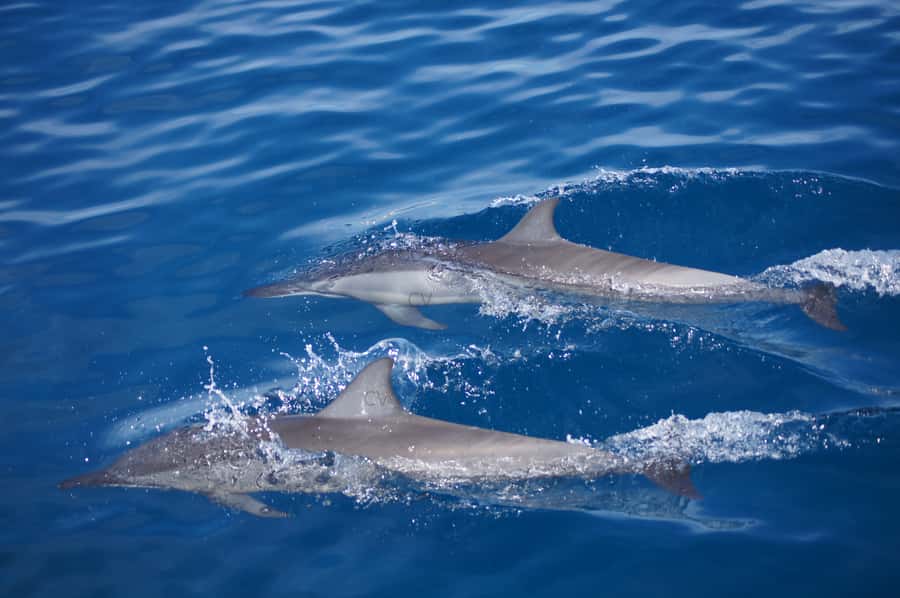 Private Dolphin Encounter and Whale Watching - Whale watching next: odds, seasons, and how you’ll experience them