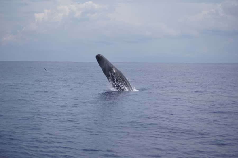 Private Dolphin Encounter and Whale Watching - Price and value: is $777 per group a good deal?
