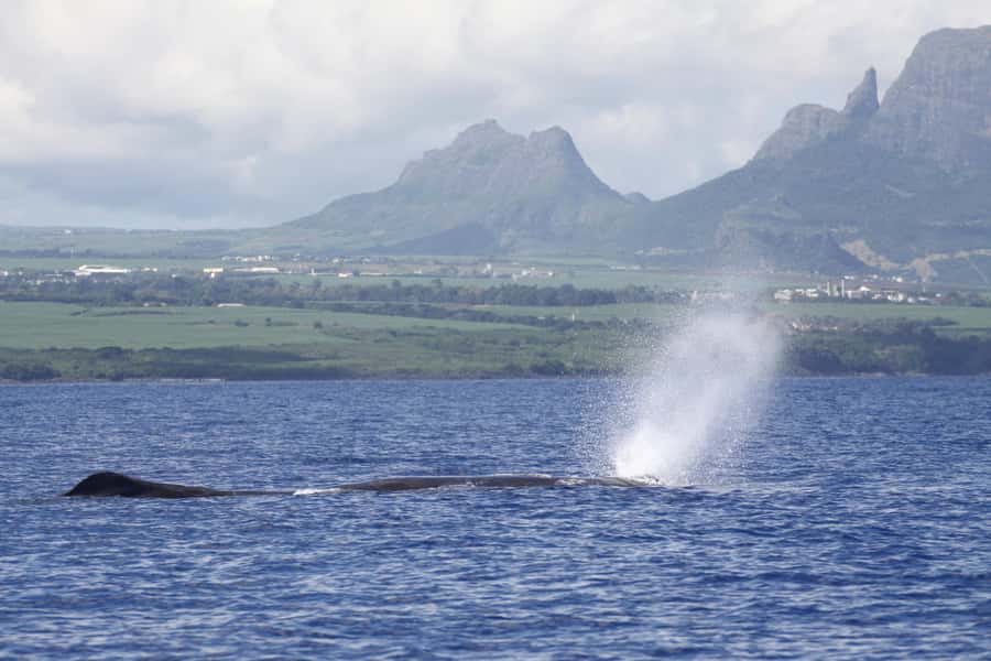 Private Dolphin Encounter and Whale Watching - Dolphin encounter first: what swimming really means here
