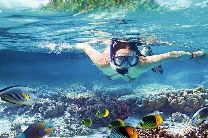 Private Dolphin House Boat Tour with Snorkeling & Lunch– Hurghada - Who this private tour suits best (and who might want a different option)