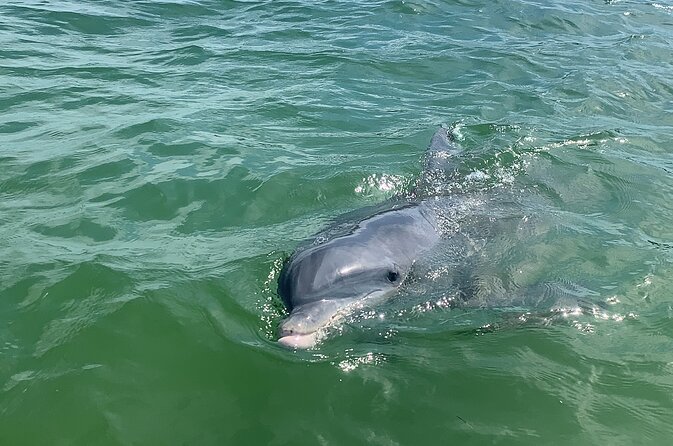Private Dolphin & Sightseeing Boat Day Tour - Key highlights at a glance