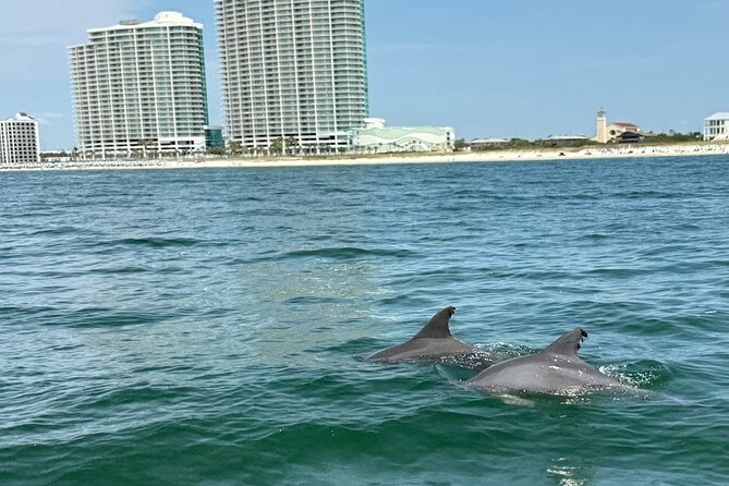 Private Dolphin Sightseeing Excursion - Dolphin Spotting: What to Hope For (and What Not to Assume)