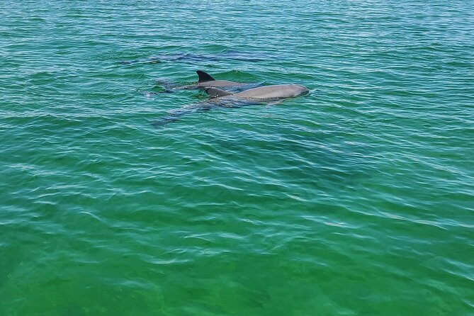 Private Dolphin Sightseeing Excursion - Where You Meet and How to Get Ready Without Stress