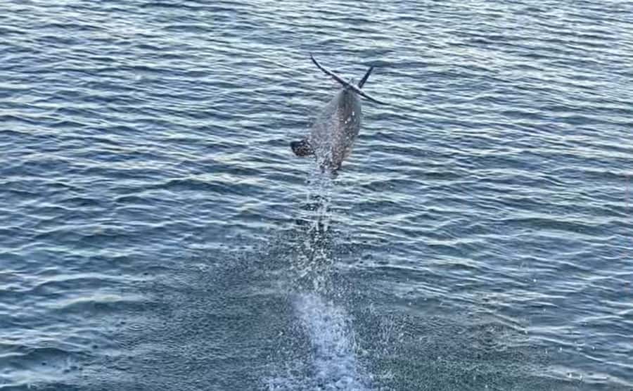 Private Dolphin Sightseeing Tour for up to 6, Pensacola Bch - Key things to know before you go