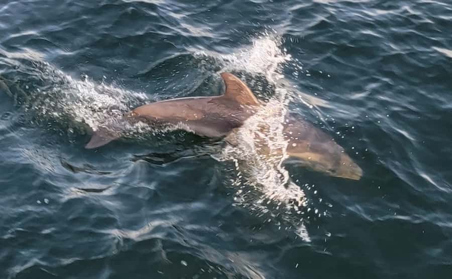 Private Dolphin Sightseeing Tour for up to 6, Pensacola Bch - Dolphin spotting: what to watch for in the water and around you
