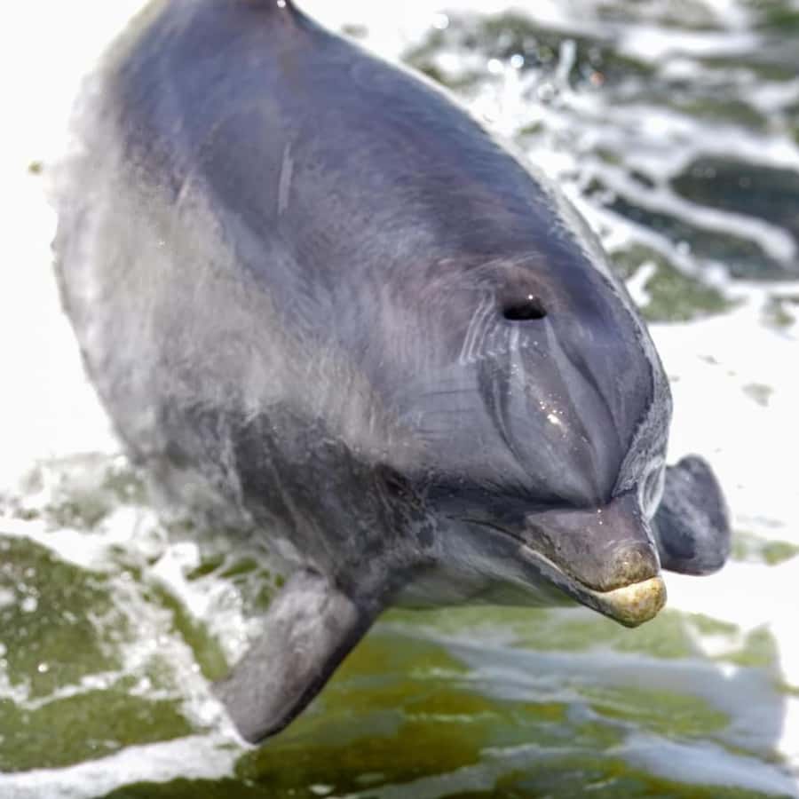 Private Dolphin Sightseeing Tour for up to 6, Pensacola Bch - Gulf Island National Seashore: why the white sand view is more than a photo op