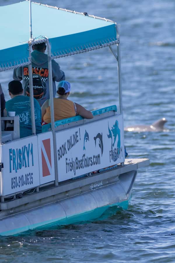 Private Dolphin Sightseeing Tour for up to 6, Pensacola Bch - Local history and points of interest: how the commentary changes the ride