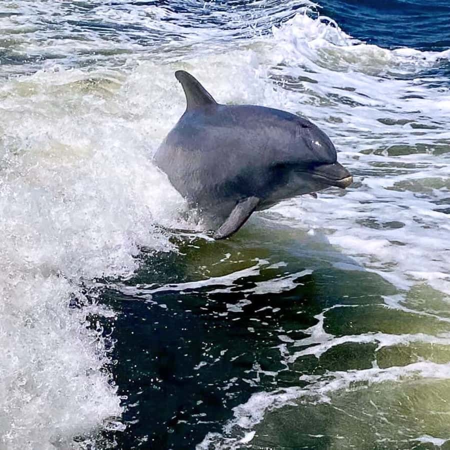Private Dolphin Sightseeing Tour for up to 6, Pensacola Bch - Meeting at Pensacola Beach and what your 2–3 hour cruise actually feels like