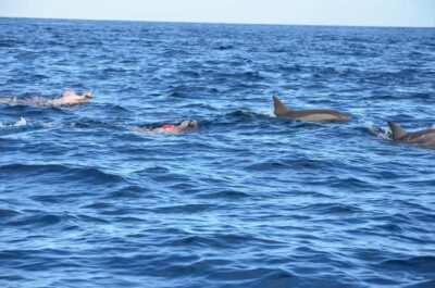 Private Dolphin Snorkeling Tour. Equipment available Free. - Meeting at the Tamarin Dolphin Board: Start Simple, Stay On Time