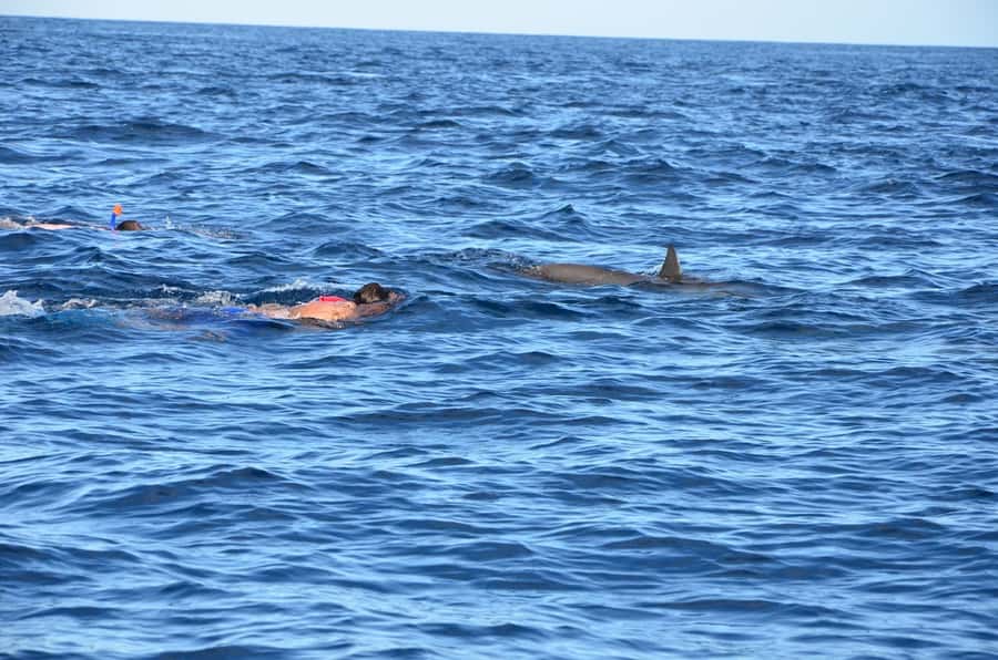 Private Dolphin Snorkeling Tour. Equipment available Free. - Price and Value: Is $411 Per Group Worth It?