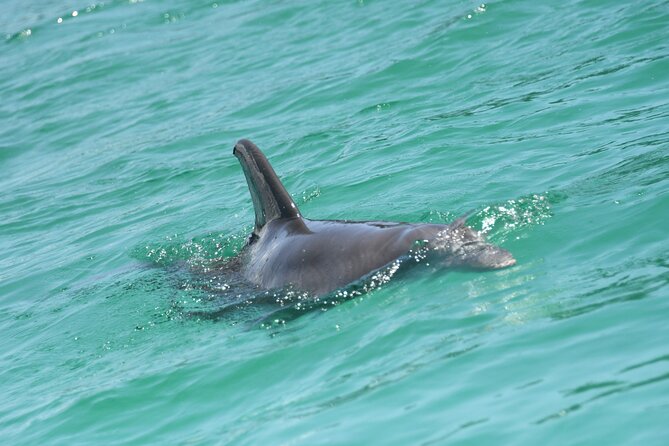 Private Dolphin Spotting Thrill Ride in Destin - Wildlife Watching: How to Spot Dolphins, Turtles, and Rays