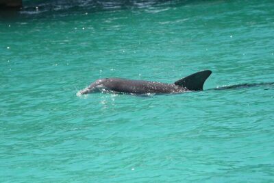Private Dolphin Spotting Thrill Ride in Destin - What You’ll Do on the 1-Hour Cruise
