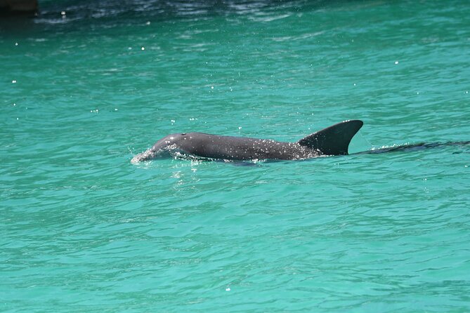 Private Dolphin Spotting Thrill Ride in Destin - What You’ll Do on the 1-Hour Cruise