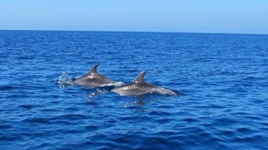 Private Dolphin Swim/Snorkeling & Lunch on Benitiers island - What to bring for a comfortable sea day