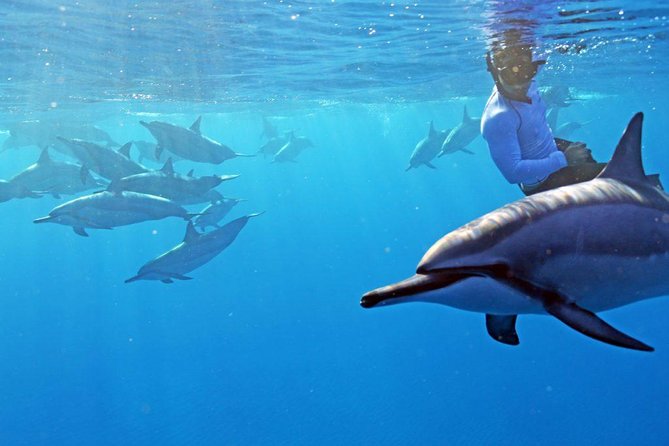 Private Dolphin Swim with Slide for up to 15 Passengers - Key Points Worth Fixing in Your Head