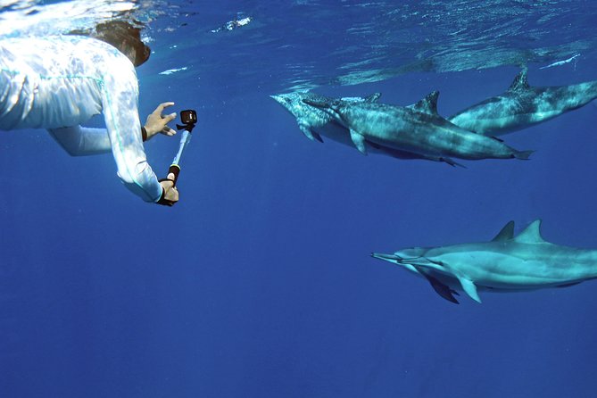 Private Dolphin Swim with Slide for up to 15 Passengers - Private Dolphin Swim on O‘ahu: What Makes This Charter Feel Different