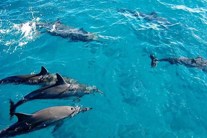 Private Dolphin Tour and Snorkeling at Mnemba Island reef - Key things to know before you go