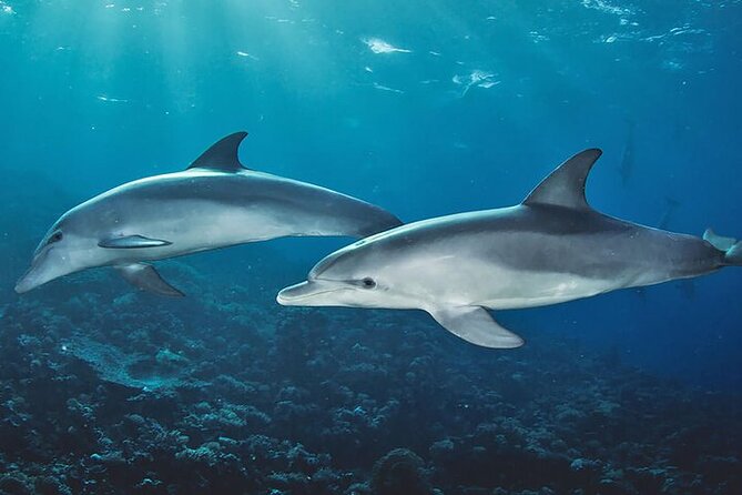 Private Dolphin Tour and Snorkeling at Mnemba Island reef - A dolphin-to-reef combo that actually saves you effort