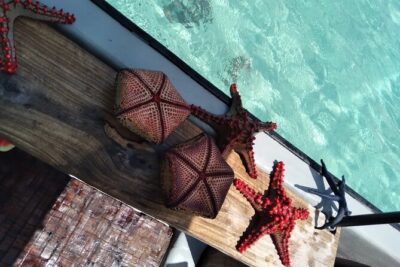 Private Dolphin Tour and Snorkeling at Mnemba Island reef - Mnemba Island reef snorkeling: why this stop is the heart of the trip