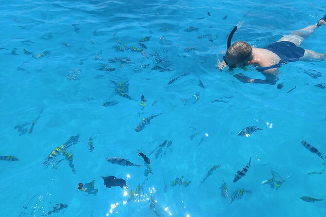 Private Dolphin Tour and Snorkeling at Mnemba Island reef - What’s included, what’s not, and what to pack