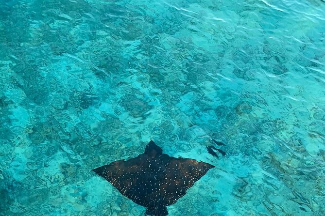 Private Dolphin Tour and Snorkeling at Mnemba Island reef - Final booking advice: should you pick this one?