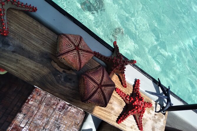 Private Dolphin Tour and Snorkeling at Mnemba Island reef - Mnemba Island reef snorkeling: why this stop is the heart of the trip