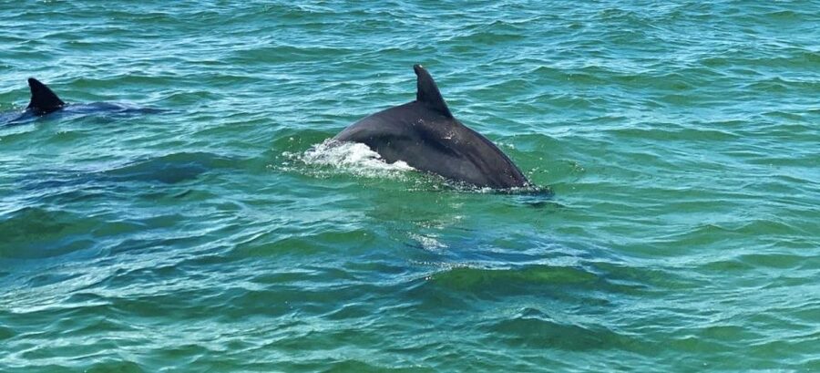 Private Dolphin Tour with Secluded Beach/Snorkel Stop - Pensacola Beach dolphins feel easier on a private boat