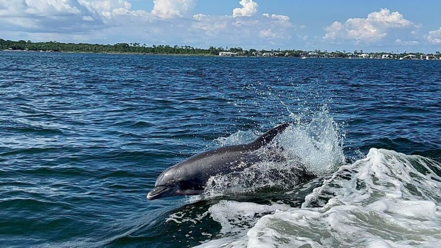 Private Dolphin Tour with Secluded Beach/Snorkel Stop - How the 3-hour cruise works: relaxed dolphin spotting with real commentary
