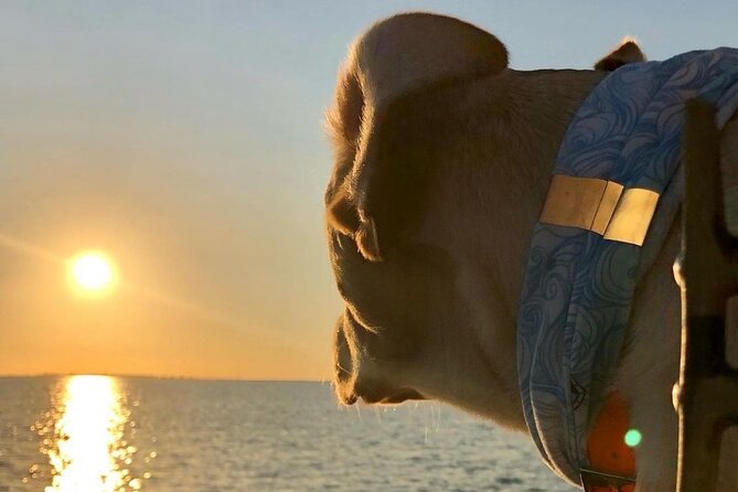 Private Dolphin Watch and Sunset Boat Tour Port Aransas Texas - Key Points to Know Before You Go