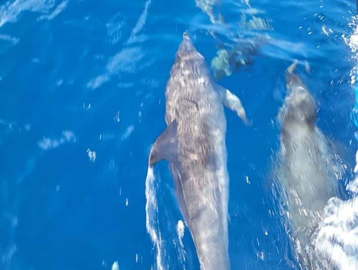 Private Dolphin Watch Boat Tour Port Aransas Texas - Key Highlights You’ll Care About