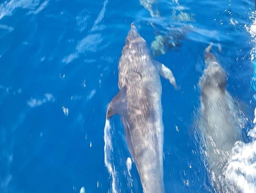 Private Dolphin Watch Boat Tour Port Aransas Texas - The “Private” Part Actually Changes the Experience