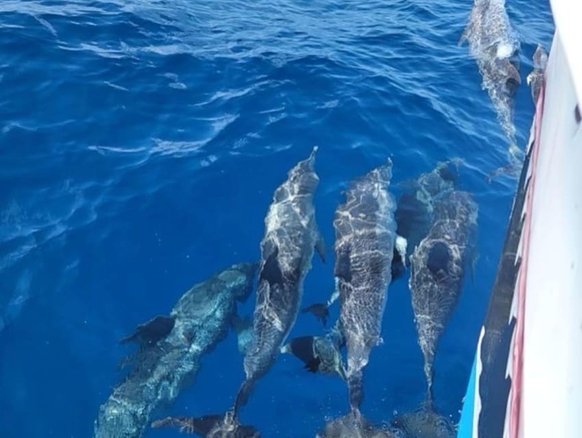 Private Dolphin Watch Boat Tour Port Aransas Texas - Dolphin Watching Route: Jetties and the Ship Channel