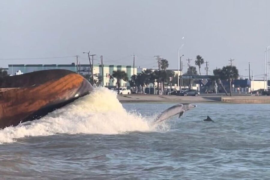 Private Dolphin Watch Boat Tour Port Aransas Texas - Food, Drinks, and a Pet-Friendly Ride