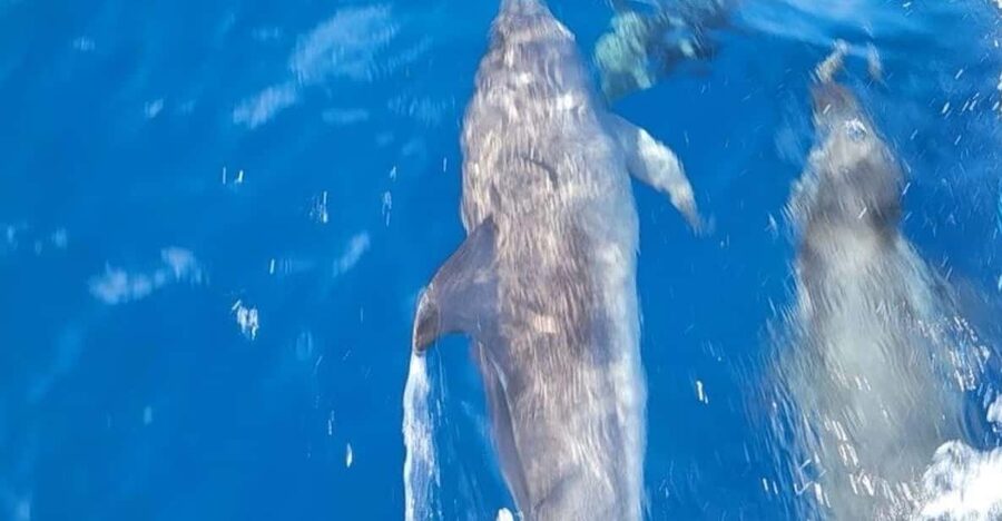 Private Dolphin Watch Boat Tour Port Aransas Texas - Who This Tour Fits Best (And Who Might Want to Skip It)