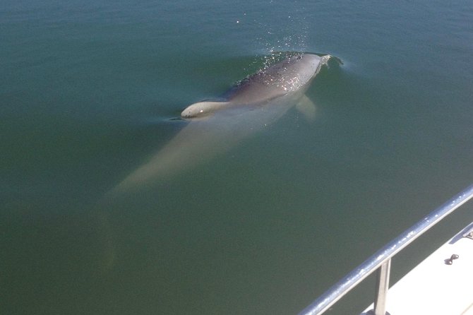 Private Dolphin Watch, Lighthouse and Ecological Boat Tours - Key highlights worth planning around