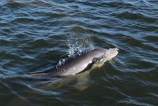 Private Dolphin Watch, Lighthouse and Ecological Boat Tours - From 97 Center St to the Estuaries: How the Boat Portion Works