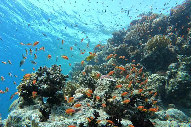 Private Dolphin Watching And Snorkeling Tour - Abu Minqar Island: Rays, Sunbathing, and a Proper Reset