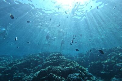 Private Dolphin Watching And Snorkeling Tour - Two Snorkeling Spots: More Than One Reef Chance