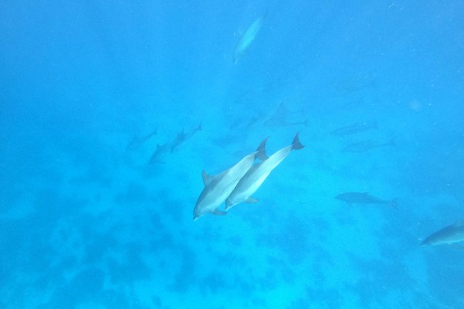Private Dolphin Watching And Snorkeling Tour - What’s Included Onboard (And Why It Saves Real Hassle)