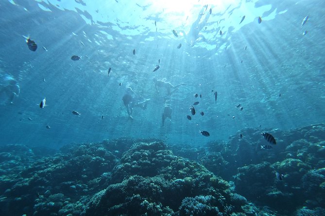 Private Dolphin Watching And Snorkeling Tour - Two Snorkeling Spots: More Than One Reef Chance