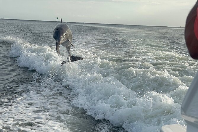 Private Dolphin Watching Beach Day Getaway - The morning cruise: dolphin watching waters and a comfortable rhythm