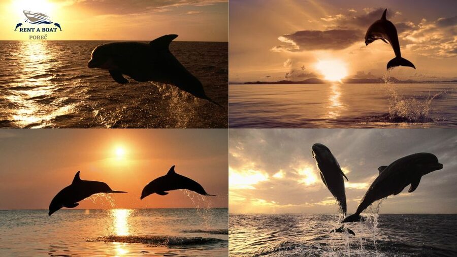 Private Family Dolphin Tour in Poreč - Comfort that actually helps: drinks, swim time, and kid-friendly organization