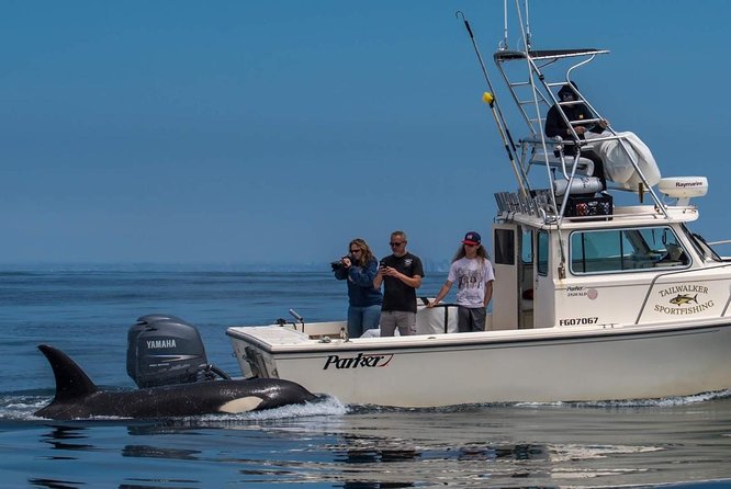 Private Family Whale & Dolphin Adventure in San Diego - A Private Charter That Actually Feels Private