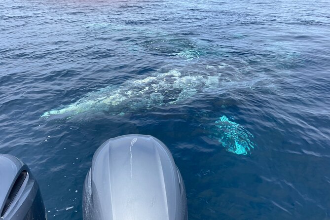 Private Family Whale & Dolphin Adventure in San Diego - Getting Started at Tailwalker Whale & Dolphin Adventures