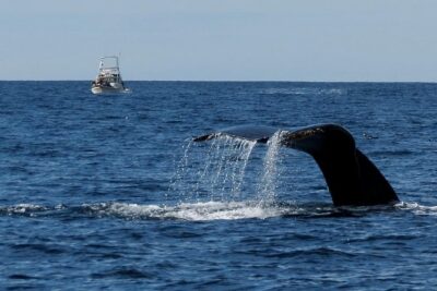 Private Family Whale & Dolphin Adventure in San Diego - The Boat Setup: Cabin Comfort and a Real Lookout
