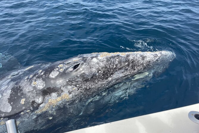Private Family Whale & Dolphin Adventure in San Diego - What Happens During the 3-Hour Offshore Search