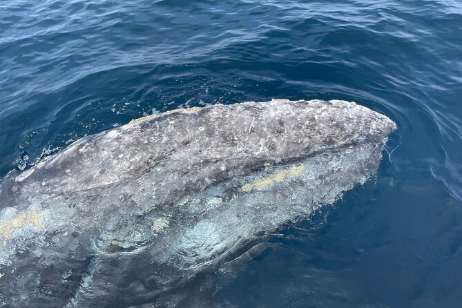 Private Family Whale & Dolphin Adventure in San Diego - Captain Rich: Safety First, Then Science Meets Fun